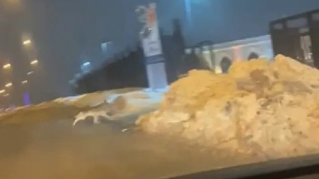 Elazığ'da aç kalan kurt şehir merkezine indi
