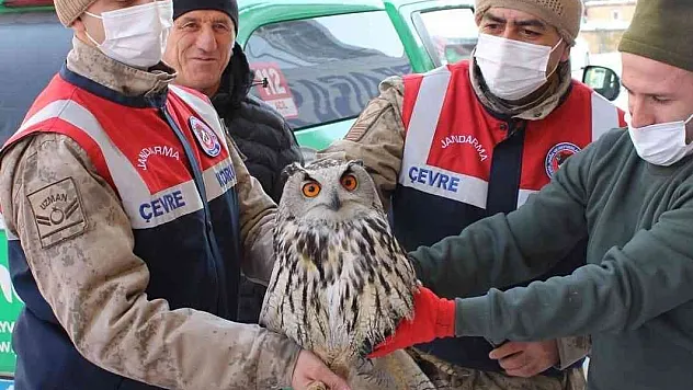 Yaralı ve donmak üzere olan Puhu kuşu tedavi altına alındı
