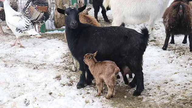 Malatya Hayvanat Bahçesi'nin üye sayısı artıyor
