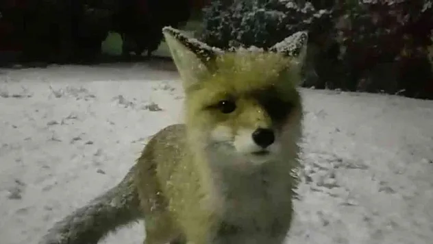 Yiyecek arayan tilkinin meraklı halleri gülümsetti
