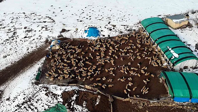 Koyunların kuzulama dönemi başladı
