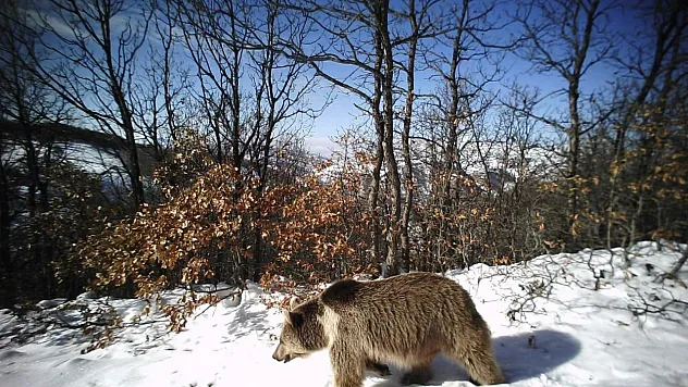 Erzincan'da yaban hayat fotokapanlarla görüntülendi
