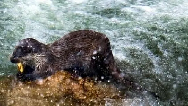 Su samuru ailesi yiyecek ararken objektiflere yakalandı
