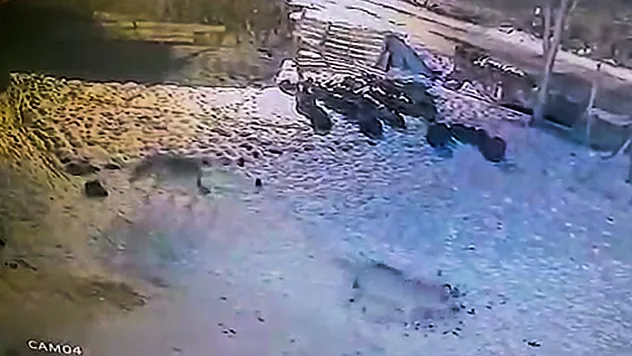 Aç kurtlar köye indi
