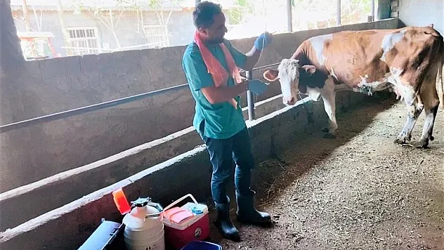 Iğdır'da suni tohumlama çalışmaları devam ediyor
