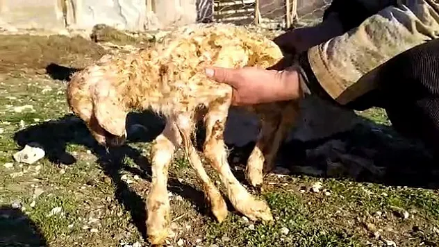 5 ayaklı kuzu görenleri şaşkına çevirdi
