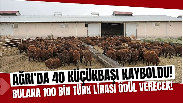Ağrı'da 40 Küçükbaş Hayvan Kayboldu: 100 Bin TL Ödül