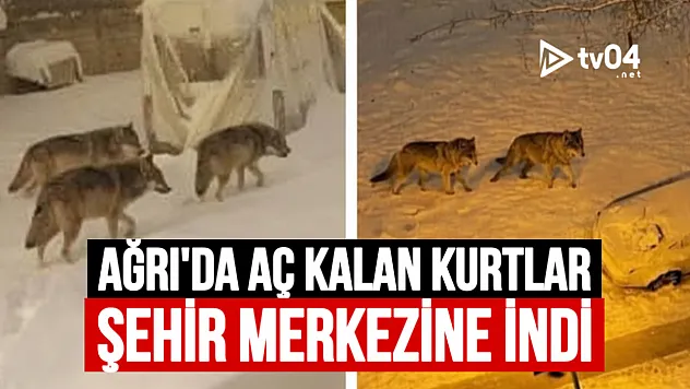 Ağrı'da Aç Kalan Kurtlar Şehir Merkezine İndi