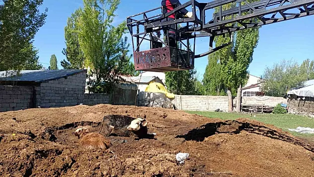 Ağrı'da bataklığa saplanan inekler itfaiye ekipleri tarafından kurtarıldı
