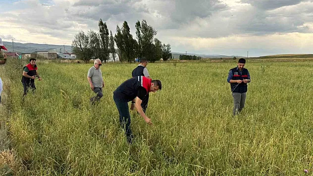 Ağrı'da dolu ekinlere vurdu, zarar tespit çalışması başlatıldı