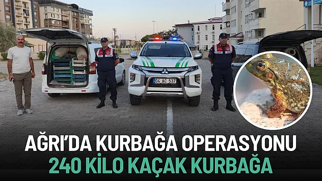 Ağrı'da kaçak kurbağa operasyonu: 240 kilo ele geçirildi!