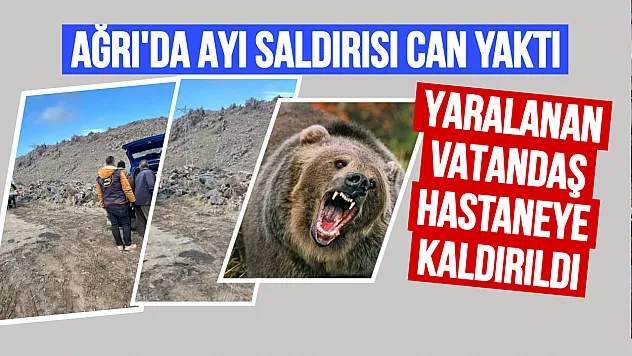 Ağrı'da Korku Dolu Anlar: Ayı Saldırısı Bir Vatandaşı Yaraladı!