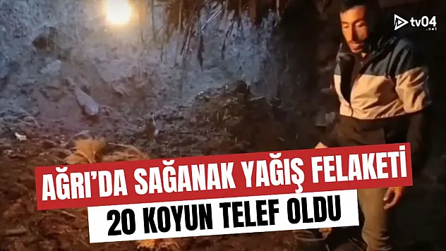 Ağrı'da Sağanak Yağış Felaketi: 20 Koyun Telef Oldu