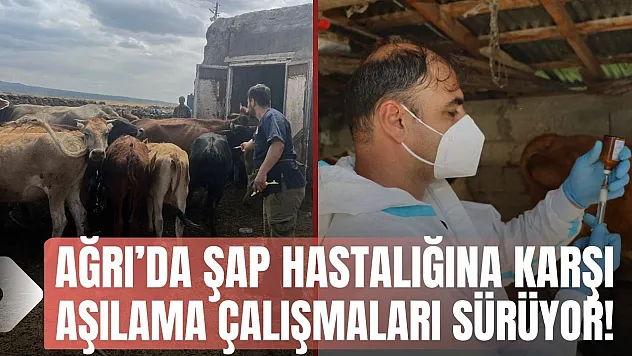 Ağrı'da Şap Hastalığına Karşı Aşılama Çalışmaları Sürüyor