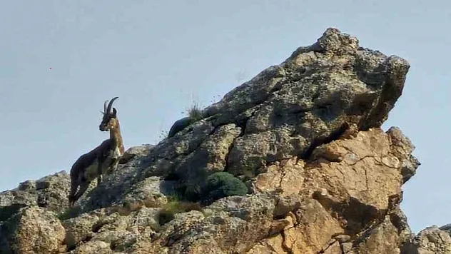 Ağrı'da sarp kayaların üstünde dağ keçisi görüldü