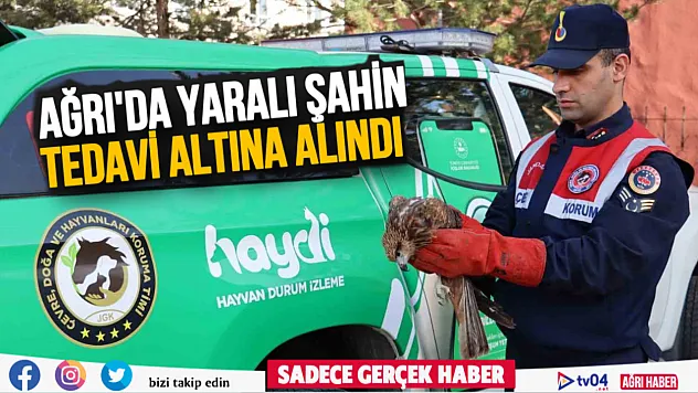 Ağrı'da yaralı halde bulunan şahin tedavi altına alındı