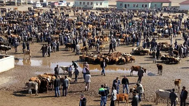 Ağrı'nın büyükbaş sayısı belli oldu: Kars'ın ardında dördüncü sıra