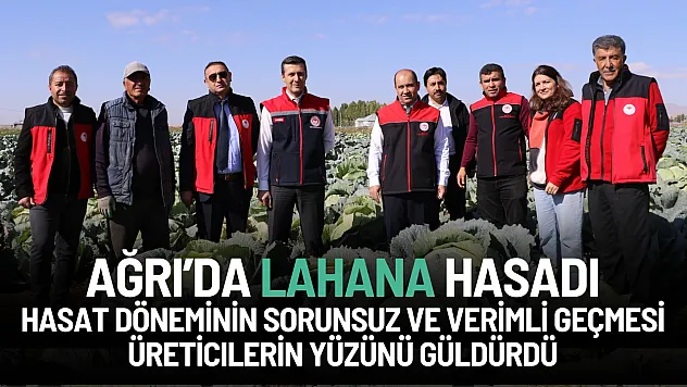 Ağrı Patnos'ta Bereketli Lahana Hasadı: Tarım Müdürlüğü Sahada