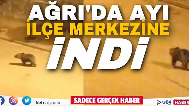 Ağrı'da 'Ayı' ilçe merkezine indi