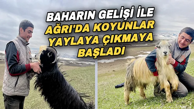 Ağrı'da havaların ısınması ile koyun sürüleri yaylaya çıkmaya başladı