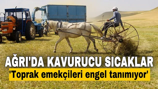 Ağrı'da toprağın emekçileri kavurucu sıcaklar altında ter döküyor