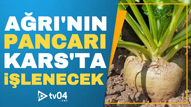 Ağrı'nın pancarı Kars'ta işlenecek