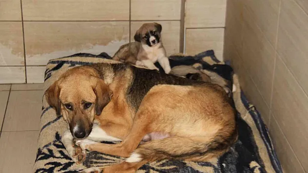 Elazığ Belediyesi Hayvan Hastanesi ve Bakım Evinde 5 binin üzerinde hayvan tedavi edildi
