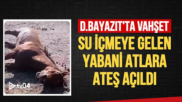 Doğubayazıt'ta Vahşet: Su İçmeye Gelen Yaban Atlarına Silahla Ateş Açıldı