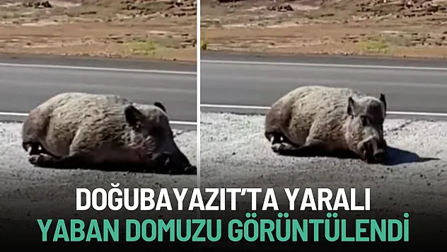 Doğubayazıt'ta Yaralı Yaban Domuzu Görüntülendi