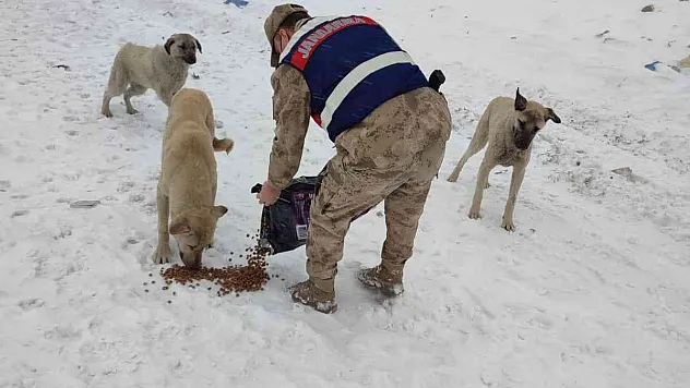 Tunceli'de soğuk günlerde sokak hayvanları unutulmuyor
