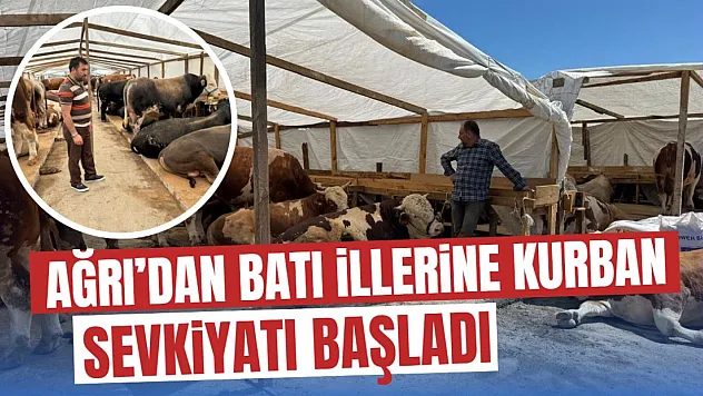 Kurban Bayramı Yaklaşırken Ağrı'da Kurbanlık Hareketliliği Başladı