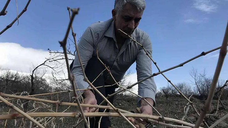 Tescilli Cimin üzümü mesaisi başladı
