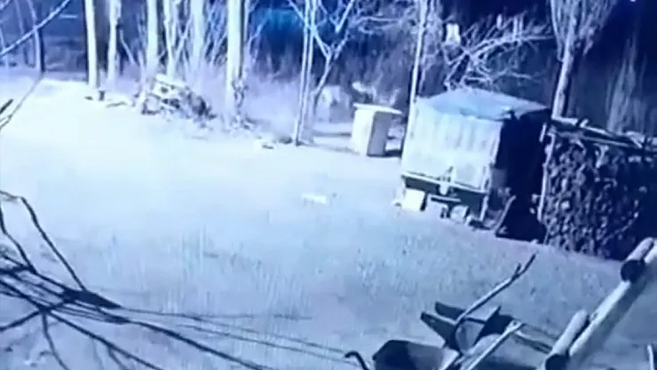 Iğdır'da köye inen 6 aç kurt, köpeği parçaladı