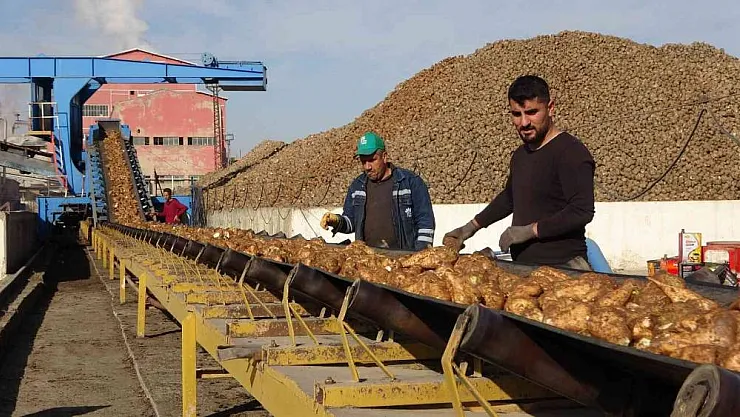 Şeker pancarından Muş ekonomisine 1 milyar 400 milyon liralık tatlı katkı
