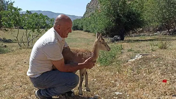 Köpeklerin saldırısına uğrayan yavru dağ keçisini vatandaşlar kurtardı
