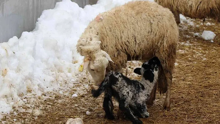 Soğuk kış günlerinde koyunların kuzulama dönemi devam ediyor