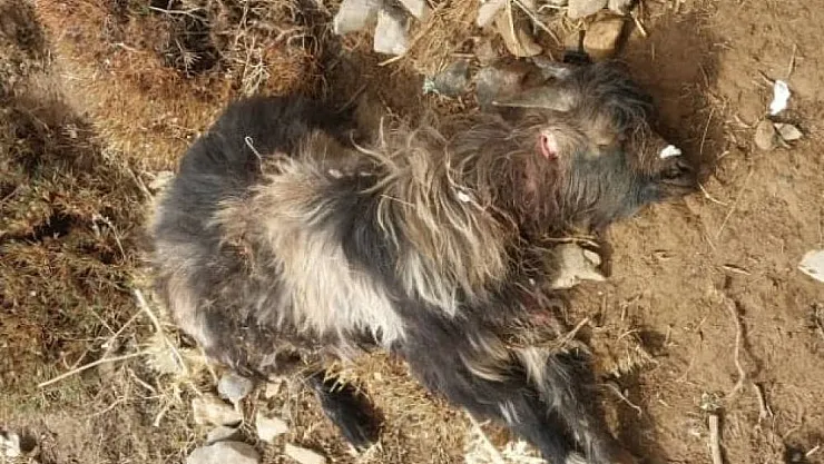 Tatvan'da sürüye kurt saldırdı, 55 koyun telef oldu
