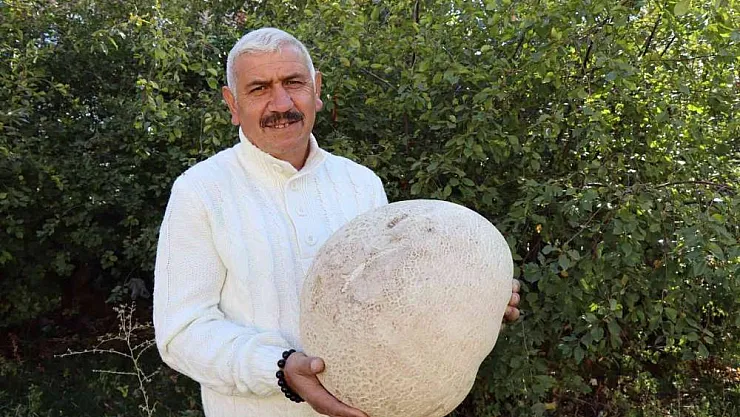 9 kiloluk mantar görenleri şaşırttı
