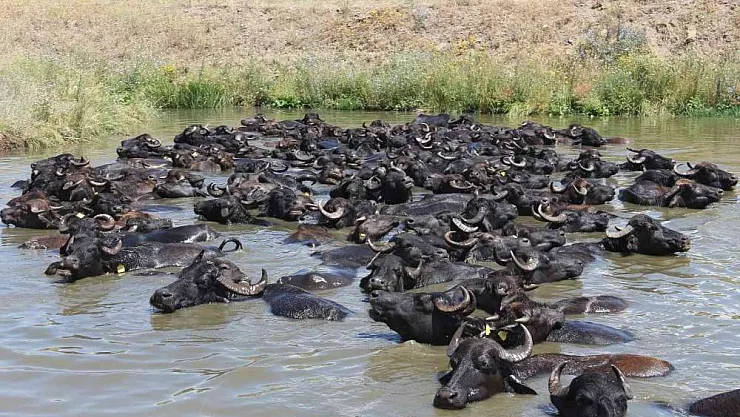 Mandaların göl içindeki keyifli hali Afrika belgesellerini aratmadı
