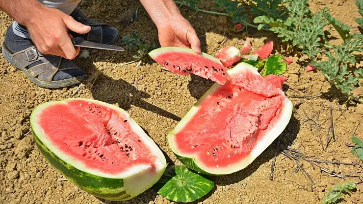 Bunaltıcı sıcaklar vatandaşı sulu meyvelere yönlendirdi
