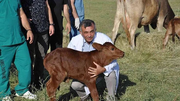 Zavot ırklarına embriyo transferi
