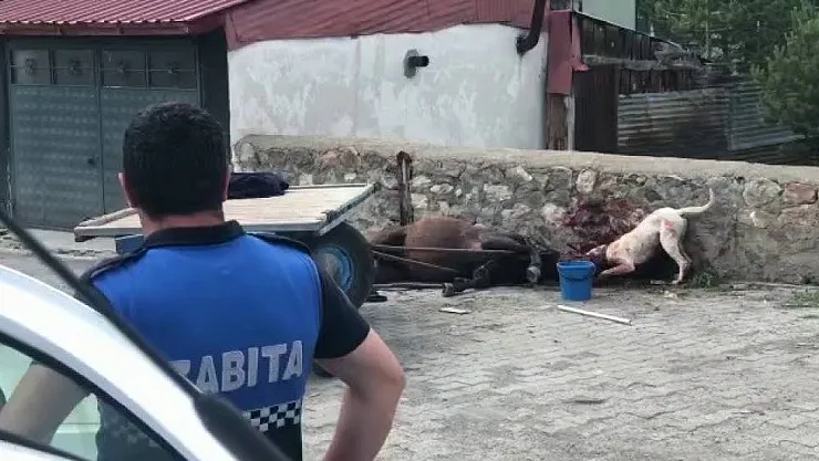 Ardahan'da köpek vahşeti kamerada
