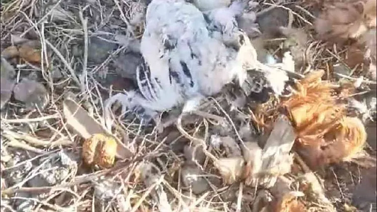 Elazığ'da  köpekler kümese girdi, 35 tavuğu telef etti

