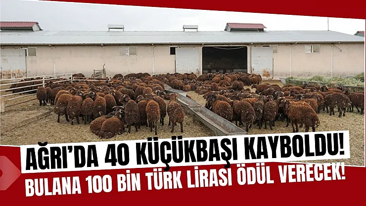 Ağrı'da 40 Küçükbaş Hayvan Kayboldu: 100 Bin TL Ödül