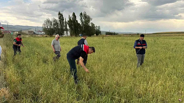 Ağrı'da dolu ekinlere vurdu, zarar tespit çalışması başlatıldı