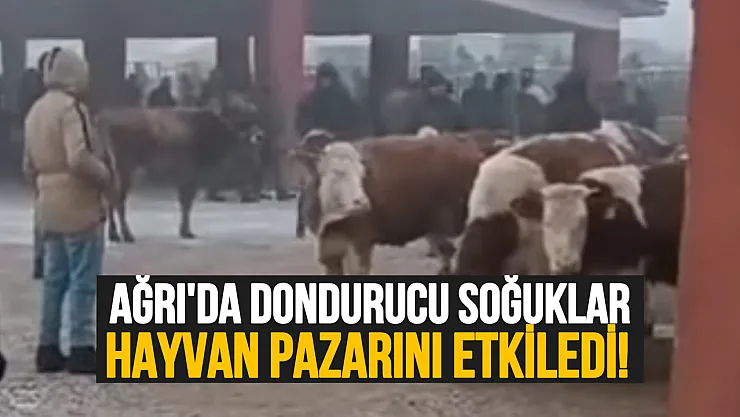 Ağrı'da Dondurucu Soğuklar Hayvan Pazarını Vurdu