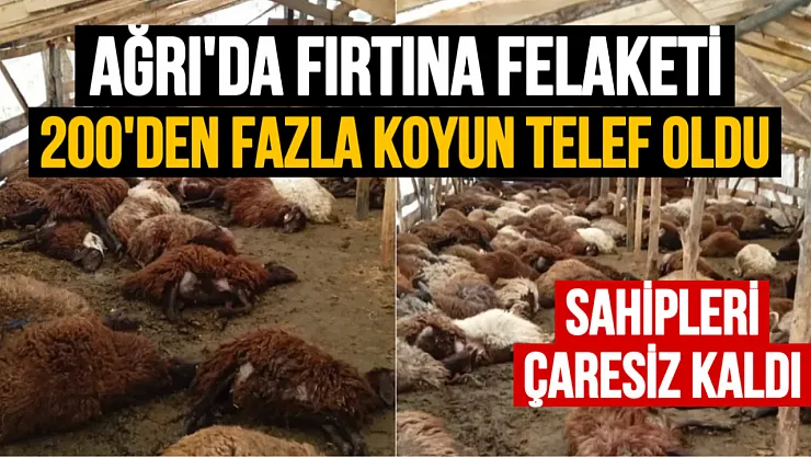 Ağrı'da Fırtına Felaketi: 200'ün Üzerinde Koyun Telef Oldu