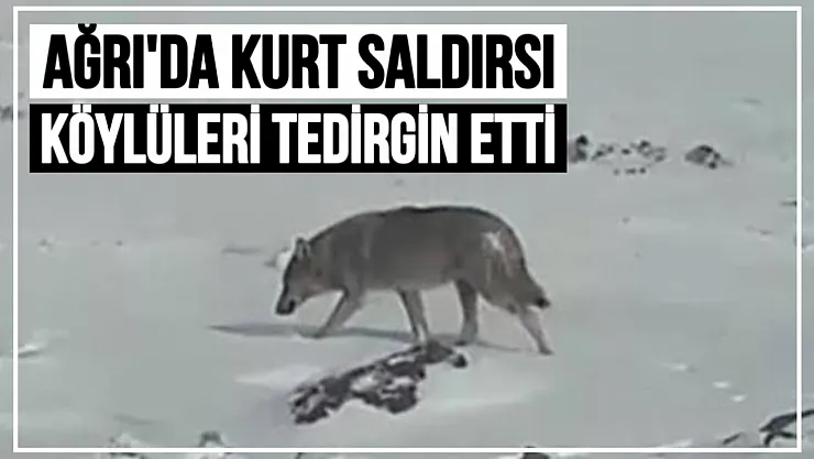 Ağrı'da Kurt Saldırısı Köy Halkını Tedirgin Etti