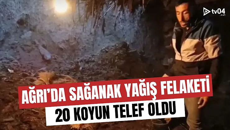 Ağrı'da Sağanak Yağış Felaketi: 20 Koyun Telef Oldu