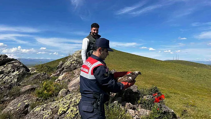 Ağrı'da yaralı halde bulunan şahin tedavisinin ardından doğaya salındı